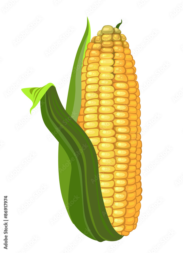 Obraz premium ripe corn