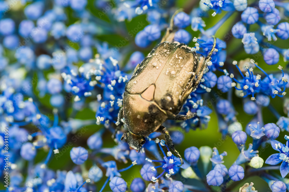 Fototapeta premium ハナムグリ 