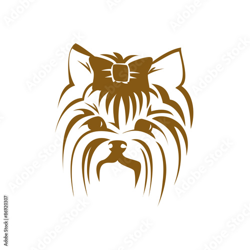 Yorkshire terrier dog 