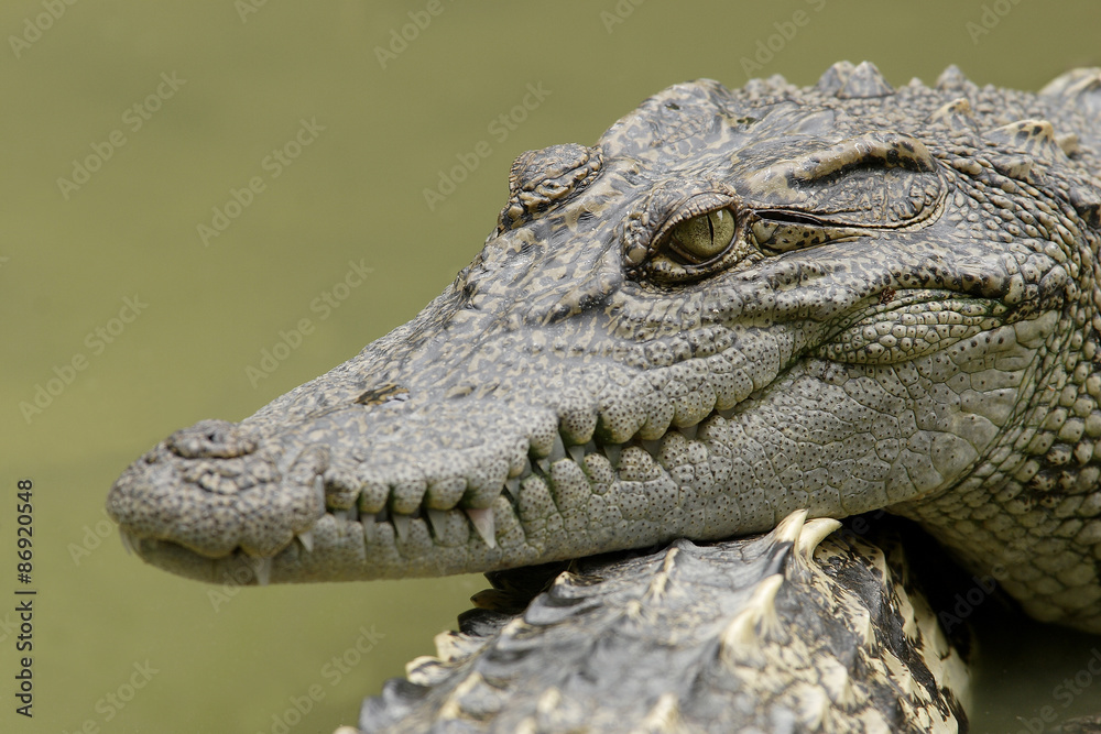 Fototapeta premium Siam crocodile(Crocodylus siamensis),Vietnam,Asia