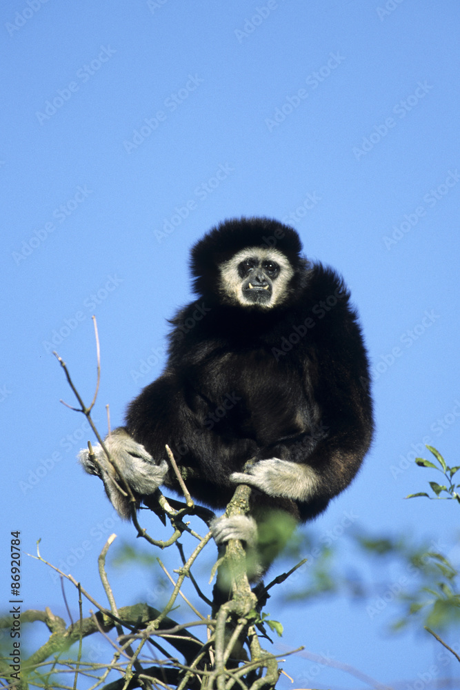 Naklejka premium Northern White-cheeked Gibbon (Nomascus leucogenys), adult male , Thailand, Asia
