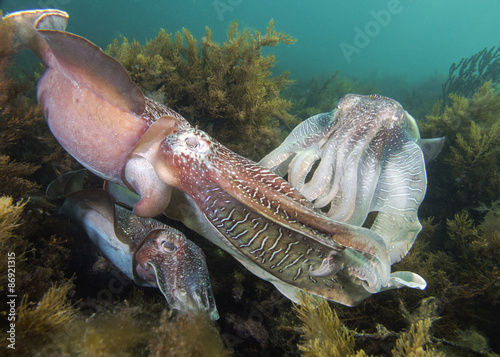Giant Cuttlefish Mating