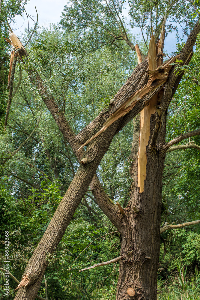 Fototapeta premium Holzbruch als Sturmschaden