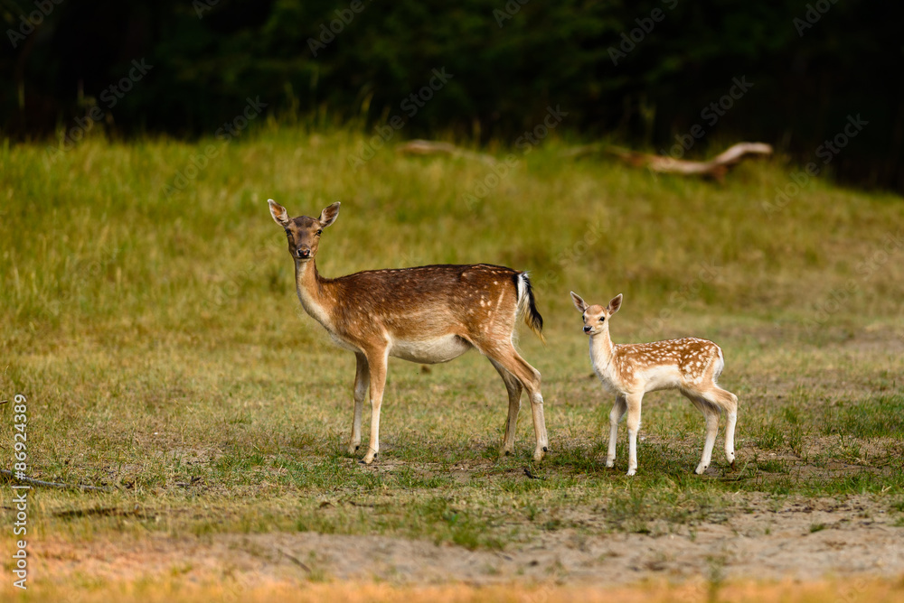 Fallow Deer (Dama dama) female with a juvenile. Fallow Deer (Dama dama) female with a juvenile.