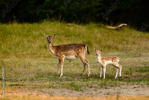 Fallow Deer  Dama dama  female with a juvenile.