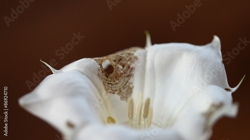 White datura flowers photo