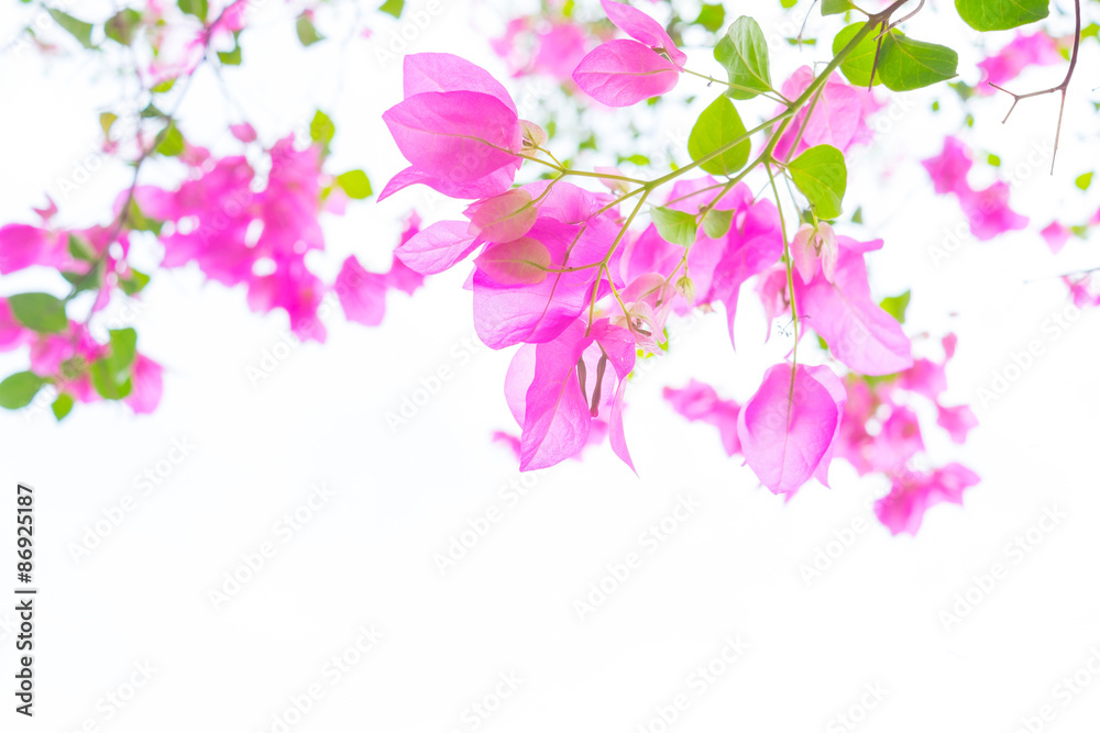 Pink bougainvillea blooming and white background