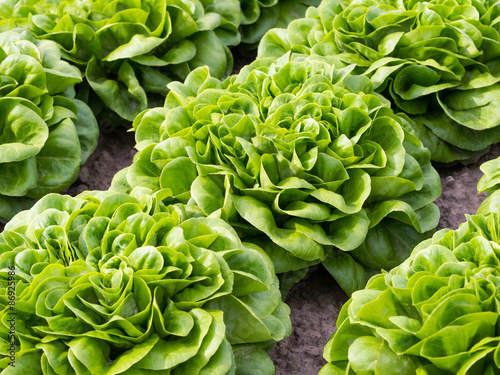 Salat - Salanova - Gemüse- Ernährung - Essen - Kopfsalat