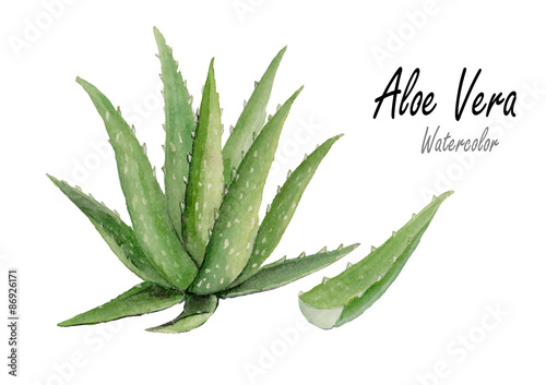 Aloe vera.Hand drawn watercolor painting on white background.Vector illustration