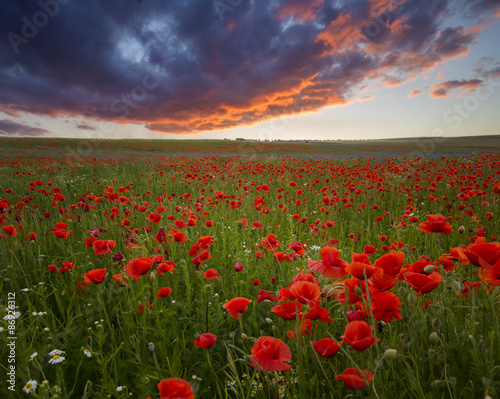 Sunset over poppy meadow