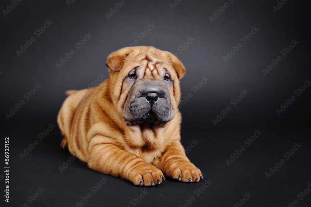 Shar pei puppy Shar pei puppy