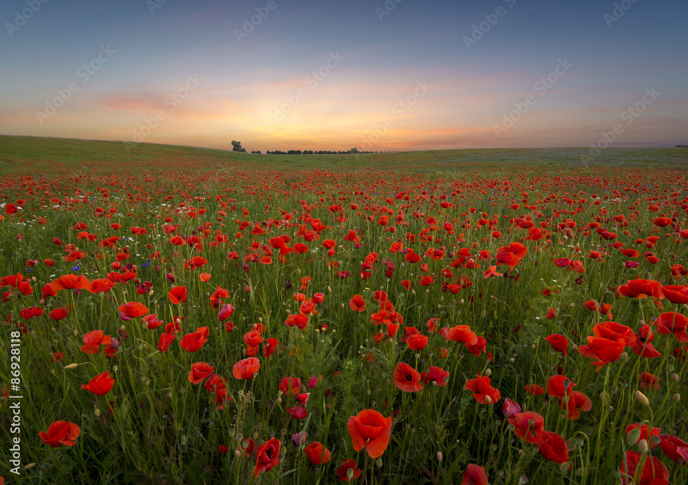 Sunset over poppy meadow - obrazy, fototapety, plakaty 