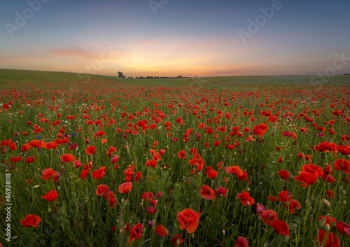 Sunset over poppy meadow