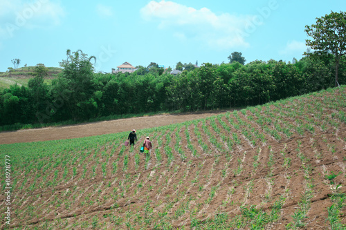 Ginger crop photo