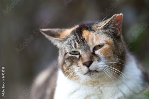 Wallpaper Mural 夕刻ののらねこ Torontodigital.ca