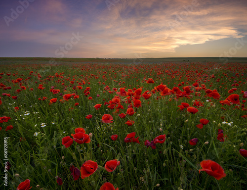 Sunset over poppy meadow © Mike Mareen