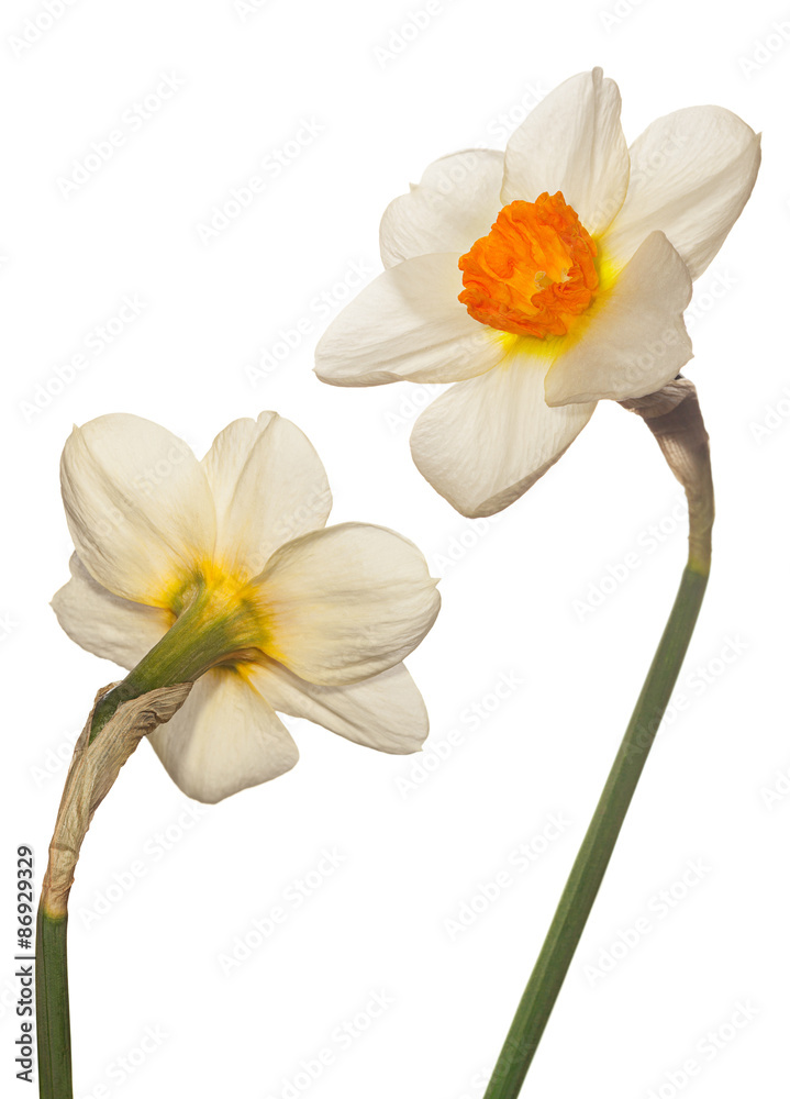 Fototapeta premium Narcissus flower head