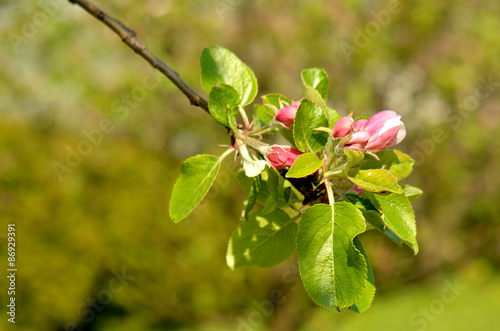 Apple branch with pink flowers and leaves