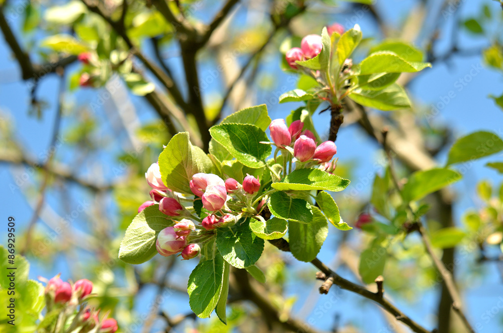 Obraz premium Apple branch with pink flowers and green leaves