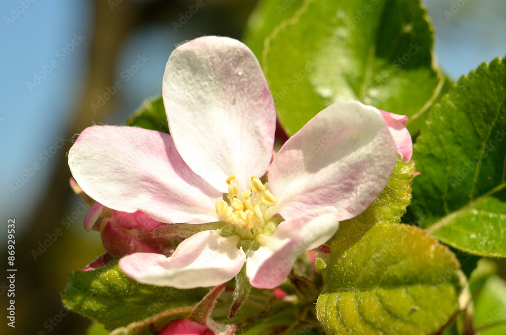 Pink cherry blossom detail Pink cherry blossom detail
