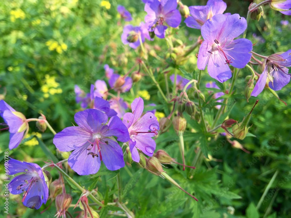 violet flowers on the meadow after rain violet flowers on the meadow after rain
