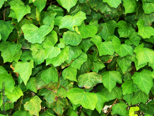 Closeup of vine leaves