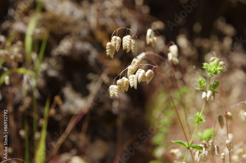 Zittergras auf Madeira photo