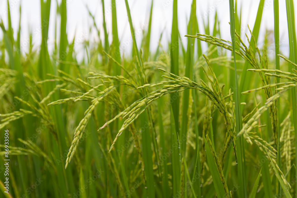 Lush green rice fields, small plots cultivated by nature. Lush green rice fields, small plots cultivated by nature.