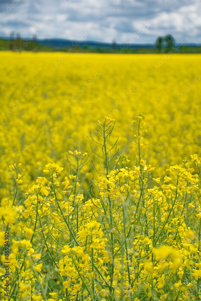 Rape field Rape field
