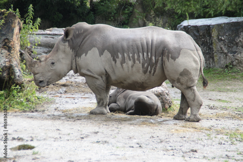 Fototapeta premium Zoo 2015 3