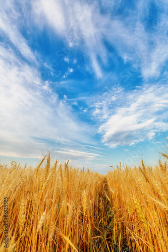 Wheat ears and clear sky