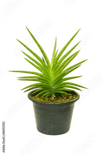 Plant is in the pot on isolate background