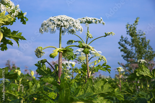 cow parsnip