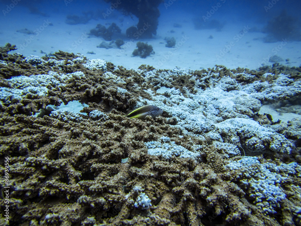Obraz premium Schwer beschädigtes Korallenriff