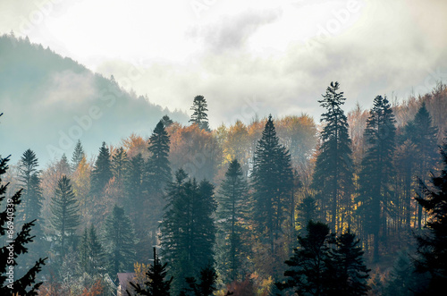 Mountains with pine trees  autumn time  mist and fog
