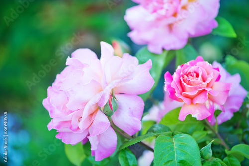 beautiful close up rose