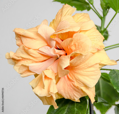 Hibiscus rosa-sinensis yellow flower,  Chinese hibiscus, China rose