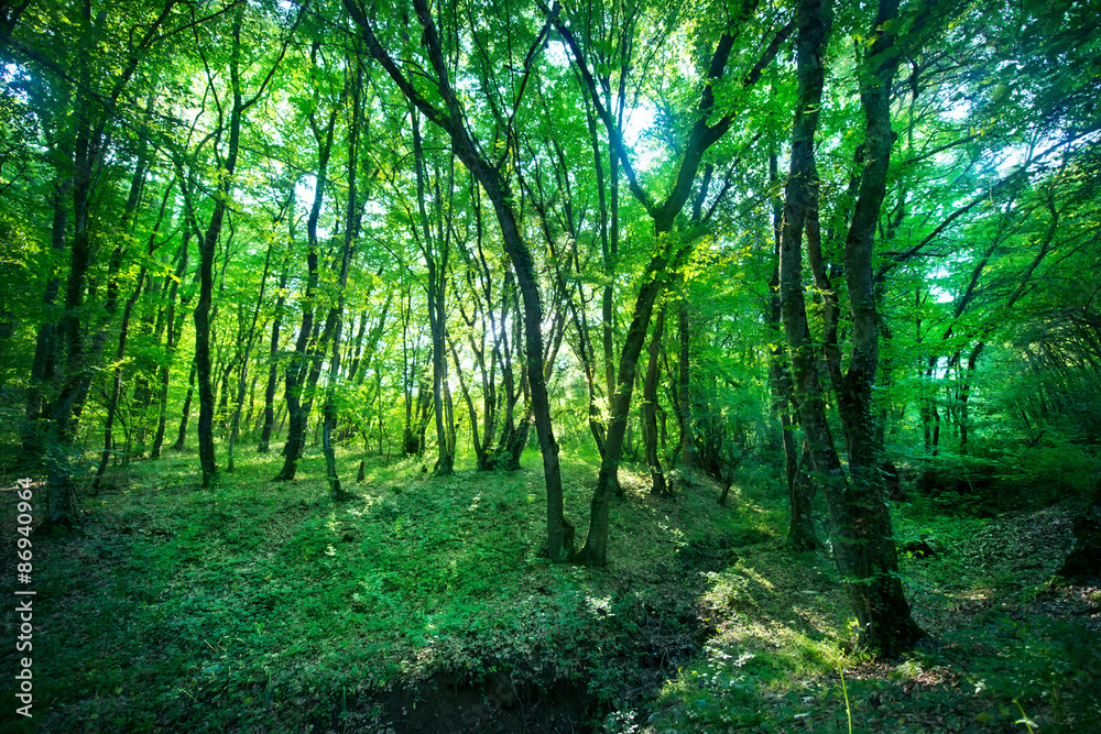 Obraz premium forest