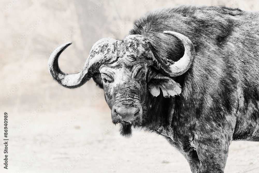 Naklejka premium Cape Buffalo in Black+White
