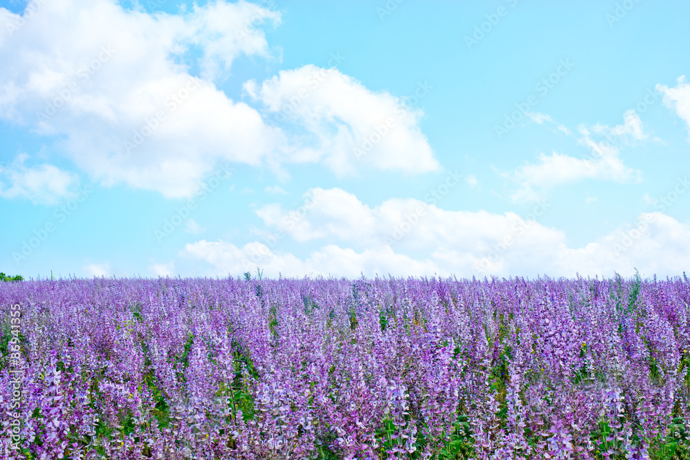 flowers in field