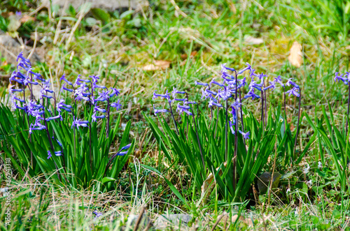 Fototapeta Naklejka Na Ścianę i Meble -  Blue hyacinths