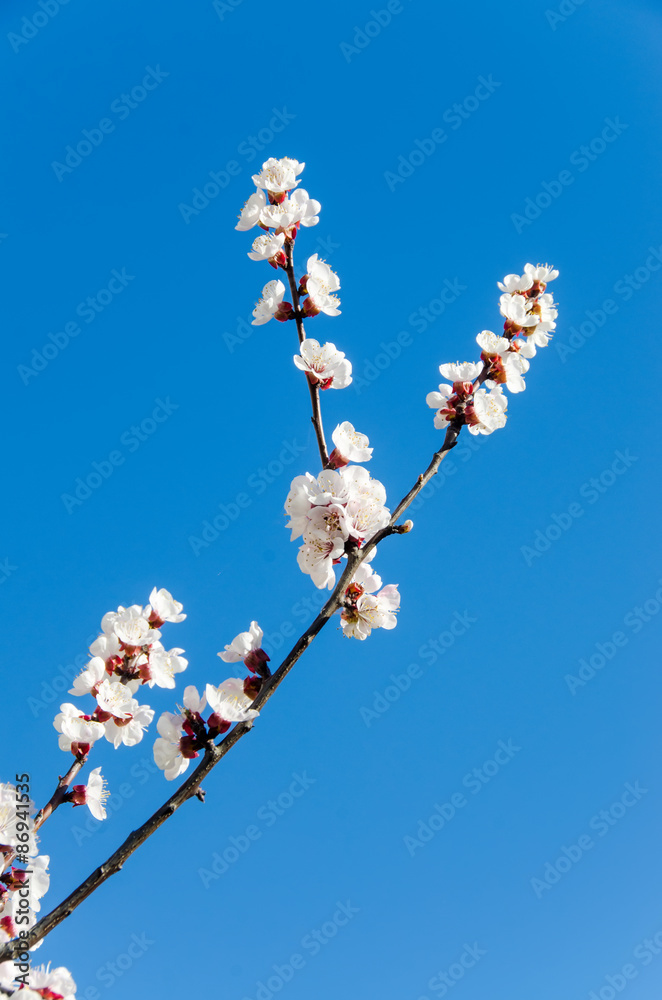 Pink, white Prunus cerasifera branch flowers, tree flowers. Pink, white Prunus cerasifera branch flowers, tree flowers.