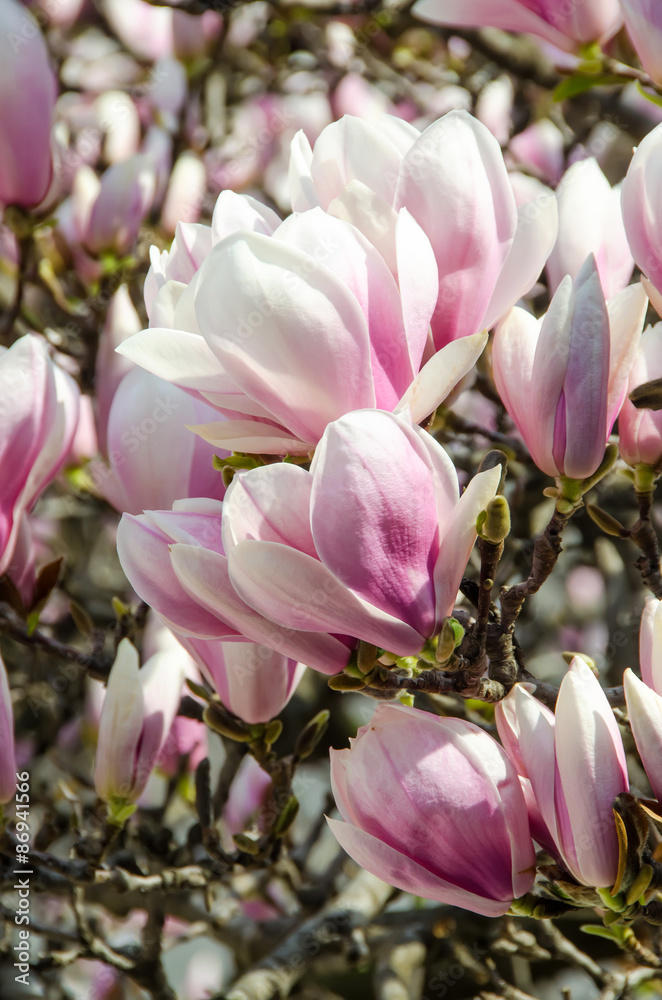 Obraz premium Purple, pink Magnolia branch flowers, bud flower, tree flowers