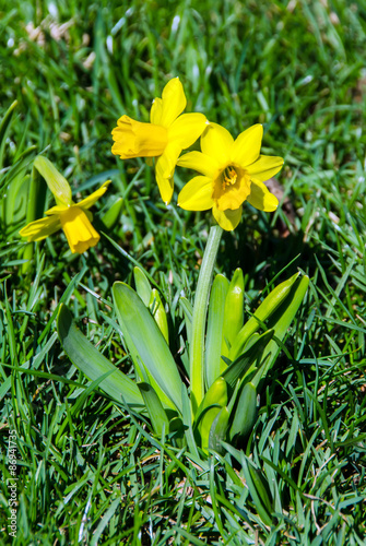 Yellow daffodils (narcissus) flowers, close up, green field.