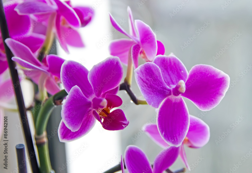 Fototapeta premium Kwiaty orchidei różowej gałęzi Orchidaceae, Phalaenopsis