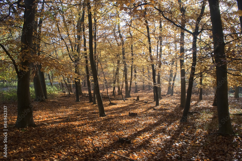 Autumn in Tunstall Forest, Suffolk, England