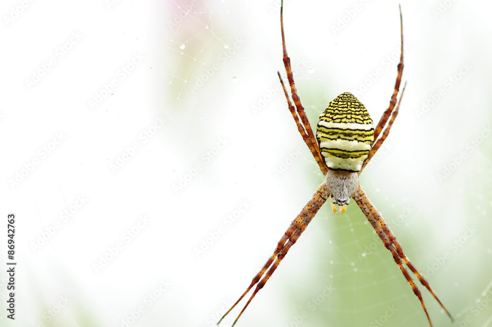 Spider Spider