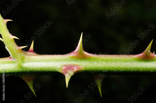 Brombeer-Dornen photo