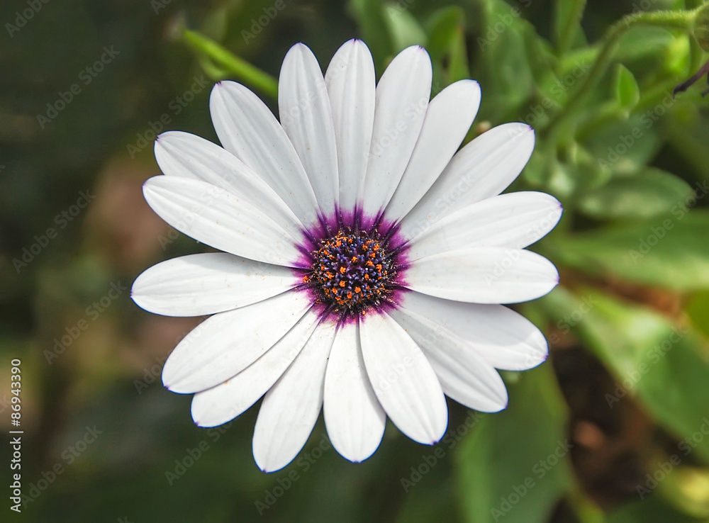 White flower with purple pestils, daisy, close up White flower with purple pestils, daisy, close up