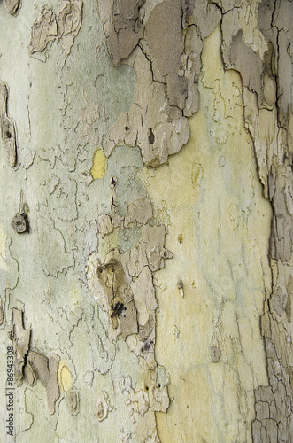 Wooden texture, close up, tree bark